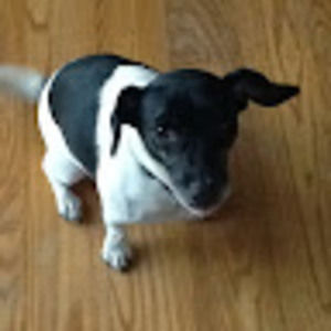 Meet your Posher, Wyatt